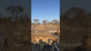 Pride of lions feeding on Safari in Africa [upl. by Bibeau92]