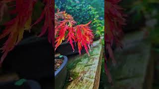 The new stock arrived with autumn colours Acer Palmatum Dissectum bonsai garden japan workshop [upl. by Mihe]