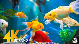 Aquarium 4K VIDEO ULTRA HD 🐠 Beautiful Coral Reef Fish  Relaxing Sleep Meditation Music [upl. by Ayo]