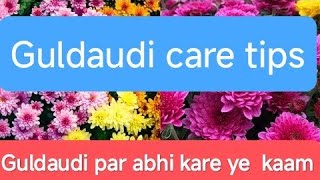 Guldaudi पर अभी करे ये जरूरी कामGuldaudi care tips thegrounddiaries gardening chrysanthemum [upl. by Altheta]