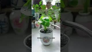 Technique pruning flowers grows flower in cup amazing plants flowers garden diy amazing [upl. by Elad]