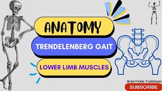 Trendelenburg Gait  Weak Hip Abductor Gait  Lower Limb Anatomy🦵🏻📚 [upl. by Naols]