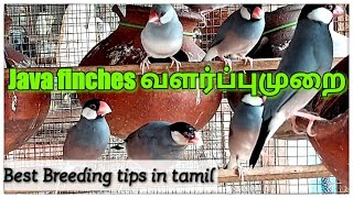 java finches வளர்புமுறை  Java finches breeding tips in tamil  Real Feathers  Vijayakumar [upl. by Wendelina831]