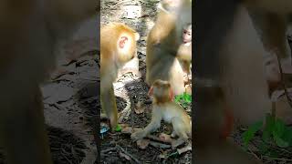 Sad Action Of Monkey Life Mum Blocking Milk Luno Many Time monkeylife monkeyvideo [upl. by Adleme153]