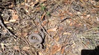 Twin spotted rattlesnake [upl. by Blum354]