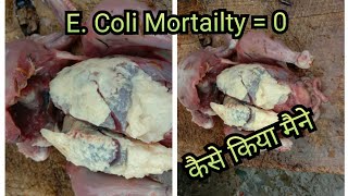 EColi Escherichia Coli in Chicken Poultry ll ब्रायलर पोल्ट्री मुर्गी के चूज़ो में ईकोलाई [upl. by Acassej]