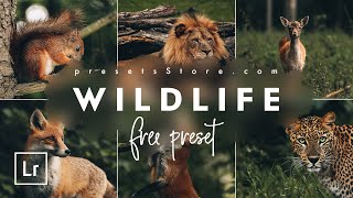 How to Edit Wildlife Preset for Animals — Free Tutorial  DNG  Dark Green Preset Lightroom Mobile [upl. by Maiga150]