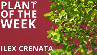 Plant of the Week  Ilex Crenata Japanese Holly [upl. by Bertilla]