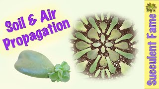 Soil amp Air Leaf Propagation How to Propagate Succulents PART 1 [upl. by Akirret]