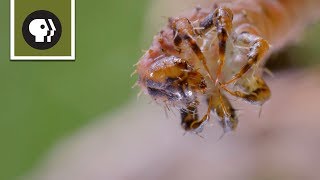 How Carnivorous Caterpillars Attack Their Prey [upl. by Norven]