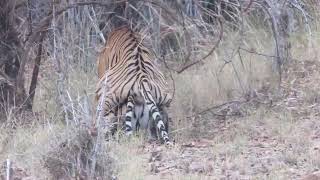 Tadoba national park  tiger and tigress mating yuvaraj bijali mating [upl. by Glimp372]