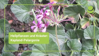 KaplandPelargonie – Alles was Du über ihre Wirkung wissen solltest [upl. by Meyer]