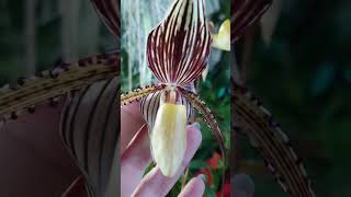 Paphiopedilum Saint Swithin rothschildianum x philippinence [upl. by Eirotal784]