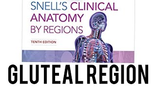 gluteal region anatomy snell [upl. by Stenger]