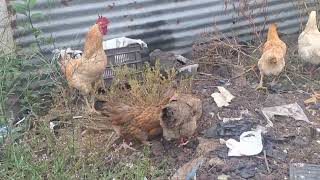 Asi son las gallinas de patio de corral comiendo maiz gallinas criollas muy ricas 😱😱 [upl. by Cerveny329]