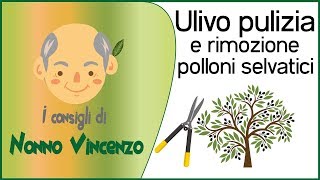 Ulivo  pulizia e rimozione dei polloni selvatici alla base [upl. by Chrystal]