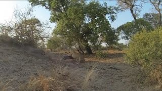 The Kill  Lions vs Warthogs  Jackalberry Lodge Thornybush Game Reserve [upl. by Gert156]