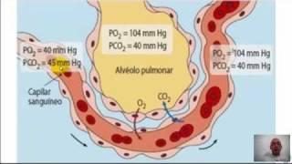 VideoAula Histologia dos Alvéolos e Hematose  22  Professor Totó  Antonio Dégas [upl. by Nirrat]