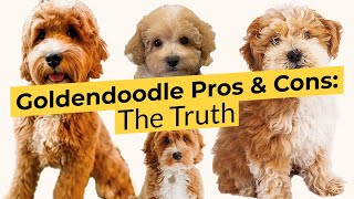 Goldendoodle Pros and Cons 🐶 The Truth About This Breed 🔴 2023 🔴 [upl. by Vasili]