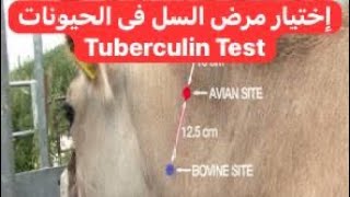 إختبار الجلد لمرض السل فى الحيوانات Tuberculin Skin Test in Animals [upl. by Aryam488]