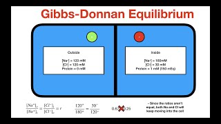 Gibbs Donnan Equilibrium [upl. by Chabot]