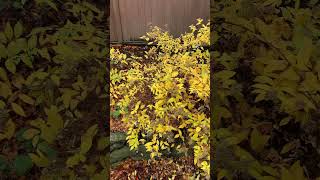 How to cutback your Spirea in fall landscaper gardening shrubs cutback plantsingarden [upl. by Ardnaxela]