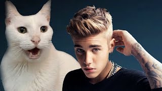 Justin Bieber  All That Matters  Cats Cover [upl. by Missak]