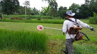 Cara memotong rumput minyak Brachiaria Humidicola SyafilaTernakTrading [upl. by Aennil]