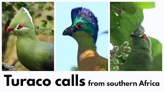 TURACO CALLS from southern Africa  Knysna Purplecrested Schalows and Livingstones Turaco calls [upl. by Onairotciv269]