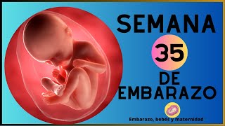 Semana 35 de embarazo en el vientre materno  35 SEMANAS DE EMBARAZO [upl. by Awuhsoj]