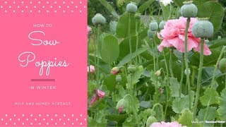 How to Sow Poppy Seeds 💚 Gardening In East Texas [upl. by Groves902]