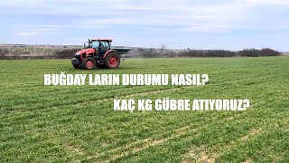 BUĞDAYLARA ÜRE GÜBRESİ ATIYORUZ KUBOTA M5112 [upl. by Andi908]