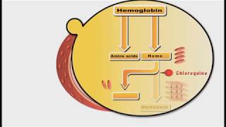 Antimalarial drugs animation Chloroquine [upl. by Annaiek]