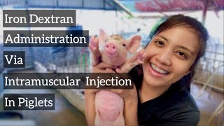 How To Administer Iron Dextran Via Intramuscular Injection To Piglets  Quick Vlog [upl. by Siegel503]