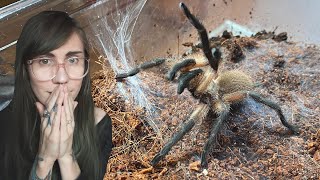 Blue baboon tarantula ESCAPES  Monocentropus balfouri [upl. by Arehs713]