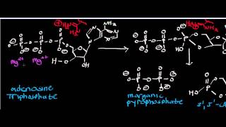 Biochemistry  Adenylate Cyclase Mechanism  Inorganic Pyrophosphatase Mechanism [upl. by Cecilla]