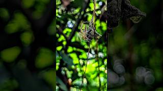 Spider photography📸shortsshort spider spidervideoyoutubeshorts shortsfeed insectworld4kvideo [upl. by Sherri]