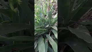 😳NATURALLY OCCURRING BROMELIAD FOREST JAMAICA [upl. by Nyer973]