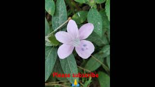 Barleria cristata 🙏🙏 [upl. by Derk]