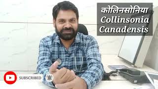 Collinsonia homeopathic medicine use in hindi  Collinsonia 30  Collinsonia 200  Collinsonia1m [upl. by Aiciles]