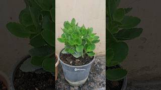 Best care of Kalanchoe flower plant in rainy season [upl. by Atimad]