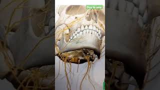 Foramen mentoniano 3D dentist [upl. by Torrence57]