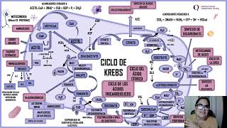 CICLO DE KREBS PARTE 2 [upl. by Evita265]