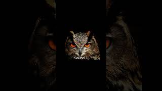 Owl Sound Effects owlhoot owl owls owlbird owlsounds trending trending [upl. by Mchale]