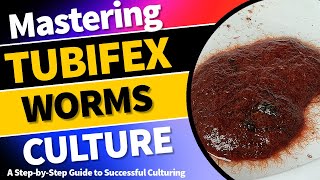 Mastering Tubifex Worm Culture A StepbyStep Guide to Successful Culturing TubifexWormCulture [upl. by Creedon959]