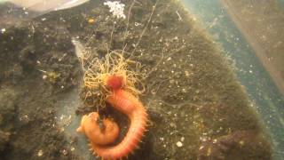 Crazy Spaghetti Worm feeding with tentacles [upl. by Nelyt]