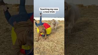 Teaching my cow a funny new trick [upl. by Waechter]