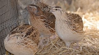 Are Quails Noisy amp Could they Annoy My Neighbours [upl. by Eelarual]