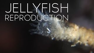 How Jellyfish Reproduce [upl. by Emilee]