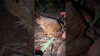 Look at this helpful frogs trending frog viralvideo animals funny wildlife  frogling [upl. by Phenice]